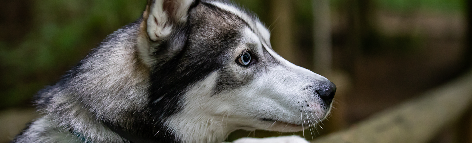 Husky