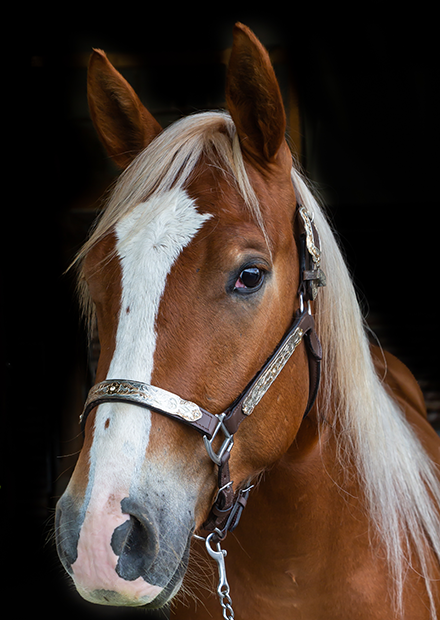 Pferd vor dunklem Hintergrung